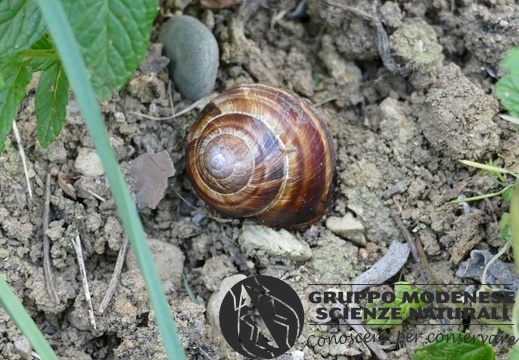 Helix lucorum-dubio - Bioblitz 2020 #iorestoacasa - Salvatore Caiazzo - BB2020-413