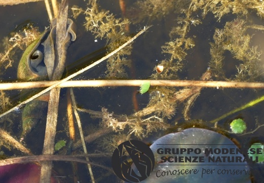 Limnea con pneumatoforo aperto e morso di rana - Bioblitz 2020 #iorestoacasa - Salvatore Caiazzo - BB2020-412