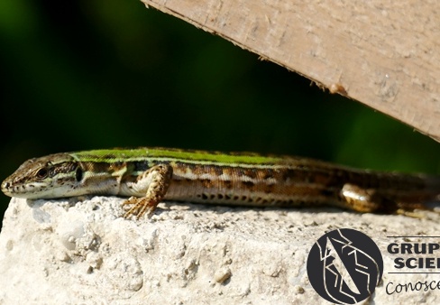 Lucertola - Bioblitz 2020 #iorestoacasa - Salvatore Caiazzo - BB2020-411