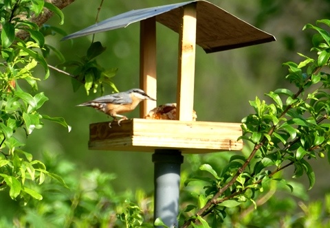 Picchio muratore-Sitta europaea - Bioblitz 2020 #iorestoacasa - Salvatore Caiazzo - BB2020-408