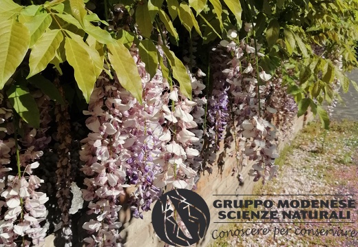 Bioblitz 2020 #iorestoacasa -  Zammariello Valentina - BB2020-420
