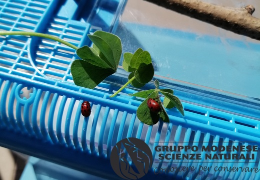Bioblitz 2020 #iorestoacasa -  Zammariello Valentina - BB2020-424