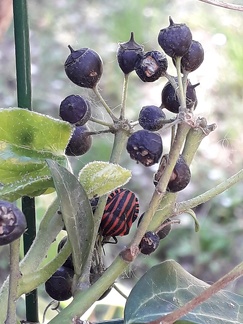 Bioblitz 2020 #iorestoacasa - Chiara Venturelli - BB2020-429 -- Modena (MO) via degli Schiocchi 25/4/2020