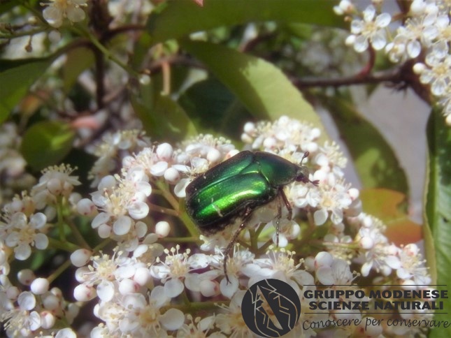 Bioblitz 2020 #iorestoacasa - Fabrizio Fabbri - BB2020-441.jpg