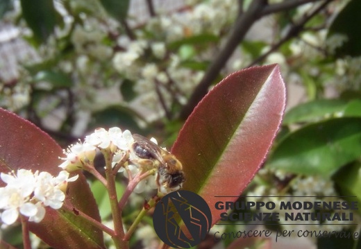 Andrena haemorrhoa - Bioblitz 2020 #iorestoacasa - Fabrizio Fabbri - BB2020-449