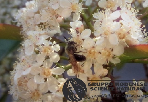 Andrena sp. (maschio) - Bioblitz 2020 #iorestoacasa - Fabrizio Fabbri - BB2020-464
