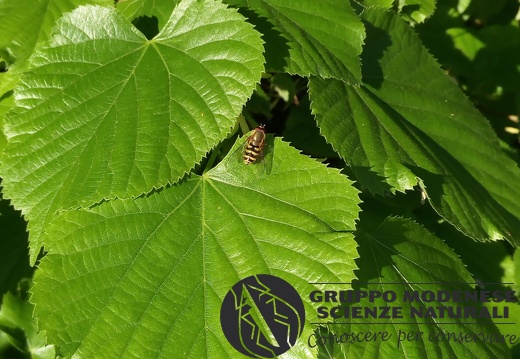 Bioblitz 2020 #iorestoacasa - Veronica Matonti - BB2020-482