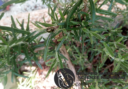 Bioblitz 2020 #iorestoacasa - Veronica Matonti - BB2020-484