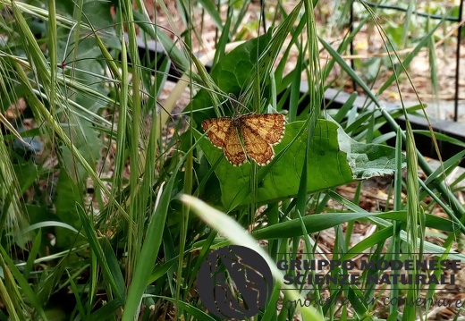 Bioblitz 2020 #iorestoacasa - Veronica Matonti - BB2020-485