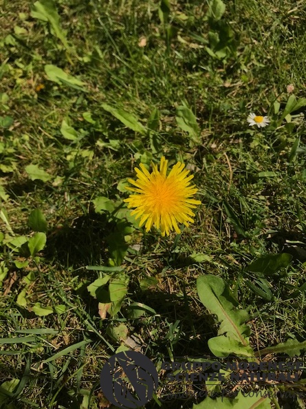 26/04/20 Sassuolo (MO) Bioblitz 2020 #iorestoacasa - Margherita Rasponi - BB2020-488.jpeg