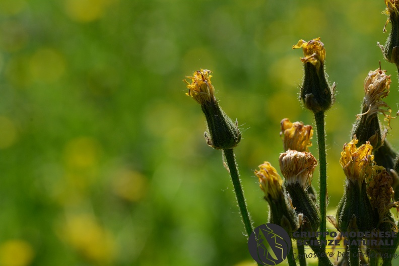 Bioblitz 2020 #iorestoacasa - Riccardo Poloni - BB2020-554.JPG