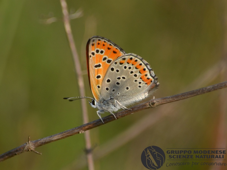 Bioblitz 2020 #iorestoacasa - Sezio Meraglia - BB2020-581.JPG