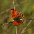 Bioblitz 2020 #iorestoacasa - Sezio Meraglia - BB2020-582 Lycaena thersamon