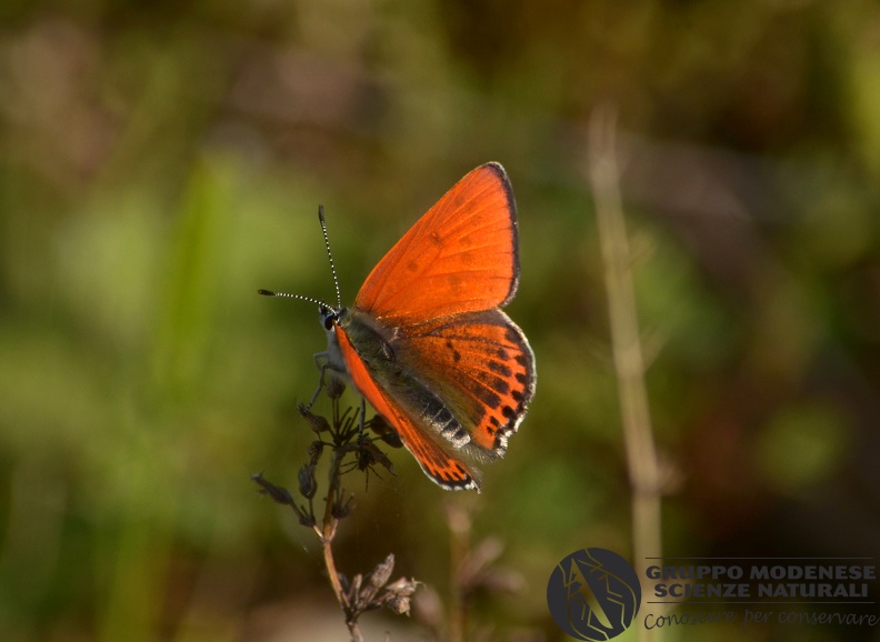 Civita Castellana (VT), Lazio, 26/04/2020 Bioblitz 2020 #iorestoacasa - Sezio Meraglia - BB2020-583.JPG