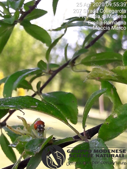 Bioblitz 2020 #iorestoacasa - Marco Moccia & figlia - BB2020-593.jpg