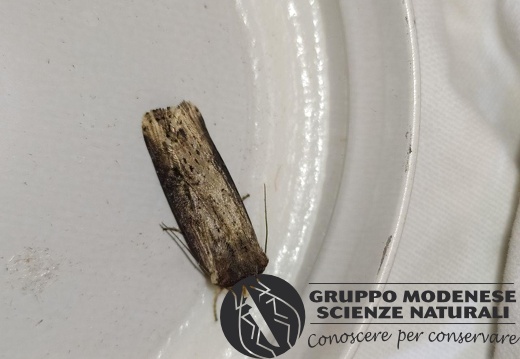 Axylia putris - Bioblitz 2020 #iorestoacasa - Michele De Rocco - BB2020-608