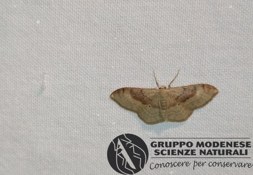 Idaea sp. - Bioblitz 2020 #iorestoacasa - Michele De Rocco - BB2020-610