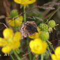 Indet 2 - Bioblitz 2020 #iorestoacasa - Michele De Rocco - BB2020-605