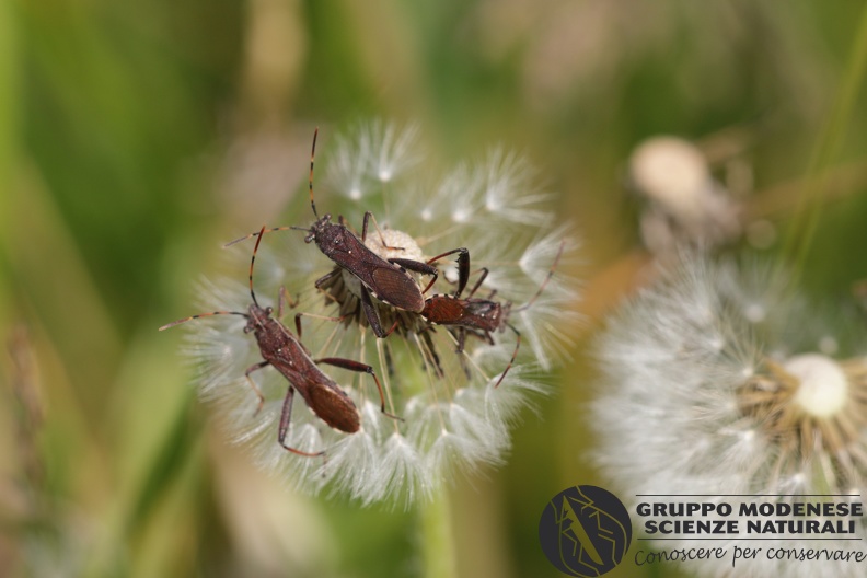 Indet 3 - Bioblitz 2020 #iorestoacasa - Michele De Rocco - BB2020-601.JPG