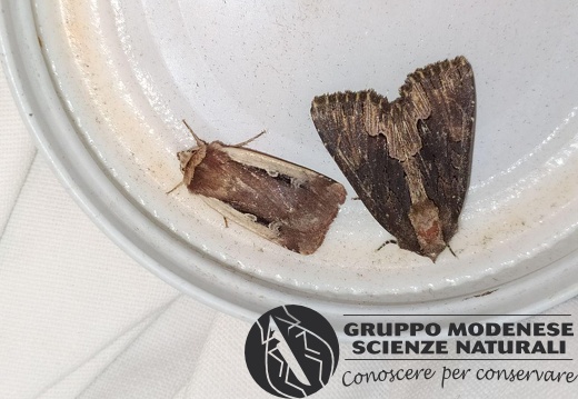 Ochropleura leucogaster-plecta e indet - Bioblitz 2020 #iorestoacasa - Michele De Rocco - BB2020-606
