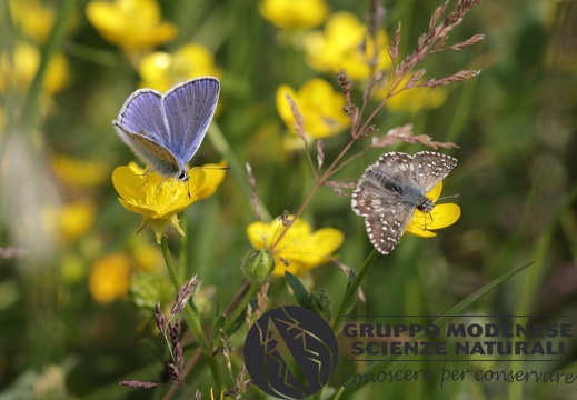 Polyommatus icarus + Pyrgus armoricanus - Bioblitz 2020 #iorestoacasa - Michele De Rocco - BB2020-602