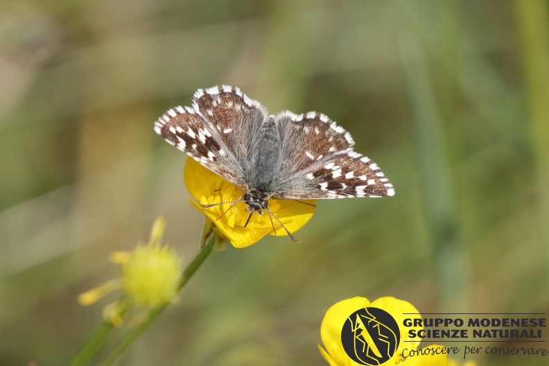 Pyrgus malvae-malvoides - Bioblitz 2020 #iorestoacasa - Michele De Rocco - BB2020-603.JPG