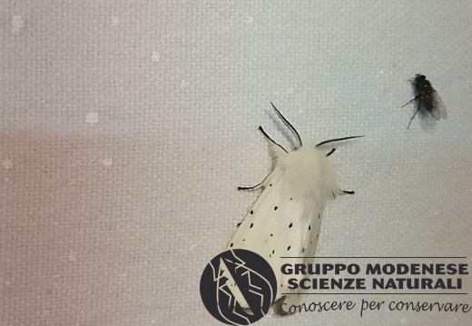 Spilosoma lubricipeda - Bioblitz 2020 #iorestoacasa - Michele De Rocco - BB2020-612