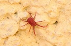 A cfr. Balaustium sp. (Erythraeidae) CMt 2020 04 24 - Bioblitz 2020 #iorestoacasa - Franziska Barbieri - BB2020-632