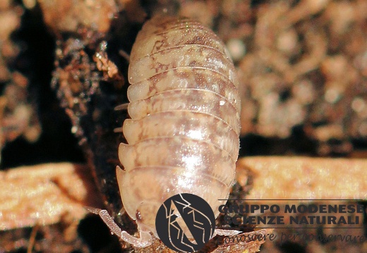 A Isopoda CMt 2020 04 24 - Bioblitz 2020 #iorestoacasa - Franziska Barbieri - BB2020-631