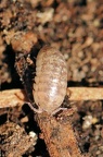 A Isopoda CMt 2020 04 24 - Bioblitz 2020 #iorestoacasa - Franziska Barbieri - BB2020-631
