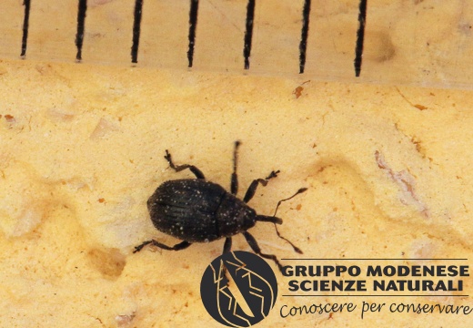 C Curculionidae CMt 2020 04 24 - Bioblitz 2020 #iorestoacasa - Franziska Barbieri - BB2020-629