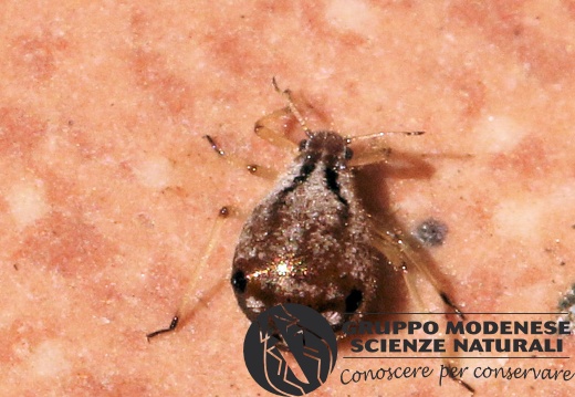 H Cinara sp. (Aphididae) CMt 2020 04 24 - Bioblitz 2020 #iorestoacasa - Franziska Barbieri - BB2020-624
