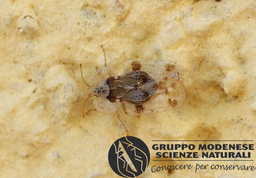 H Corythucha arcuata (Tingidae) CMt 2020 04 24 - Bioblitz 2020 #iorestoacasa - Franziska Barbieri - BB2020-622