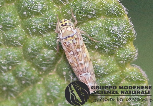 H Eupteryx zelleri (Cicadellidae typhlocybinae) CMt 2020 04 24 - Bioblitz 2020 #iorestoacasa - Franziska Barbieri - BB2020-620