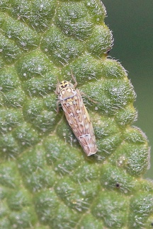 H Eupteryx zelleri (Cicadellidae typhlocybinae) CMt 2020 04 24 - Bioblitz 2020 #iorestoacasa - Franziska Barbieri - BB2020-620