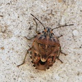 H_Holcogaster fibulata (Pentatomidae) CMt 2020_04_24 - Bioblitz 2020 #iorestoacasa - Franziska Barbieri - BB2020-619.JPG