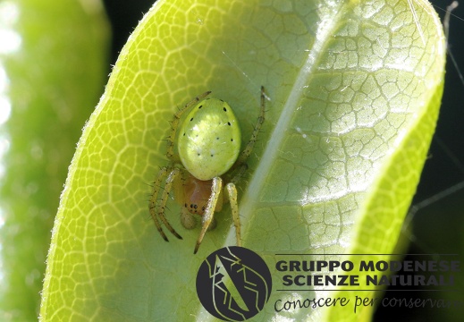 R Araniella sp. maschio (Araneidae) CMt 2020 04 24 - Bioblitz 2020 #iorestoacasa - Franziska Barbieri - BB2020-636