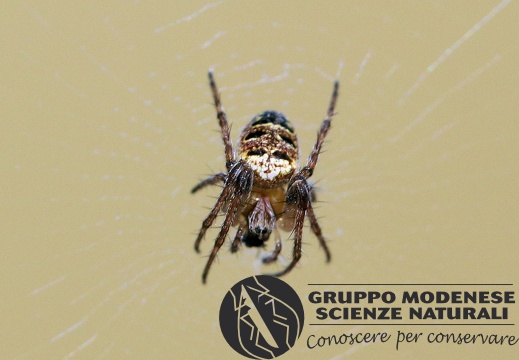 R Zilla diodia (Araneidae) CMt 2020 04 24 - Bioblitz 2020 #iorestoacasa - Franziska Barbieri - BB2020-633