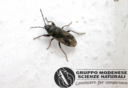 emittero - Bioblitz 2020 #iorestoacasa - Gilberto Bulgarelli - BB2020-640