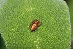 ragno salticide - Bioblitz 2020 #iorestoacasa - Gilberto Bulgarelli - BB2020-638
