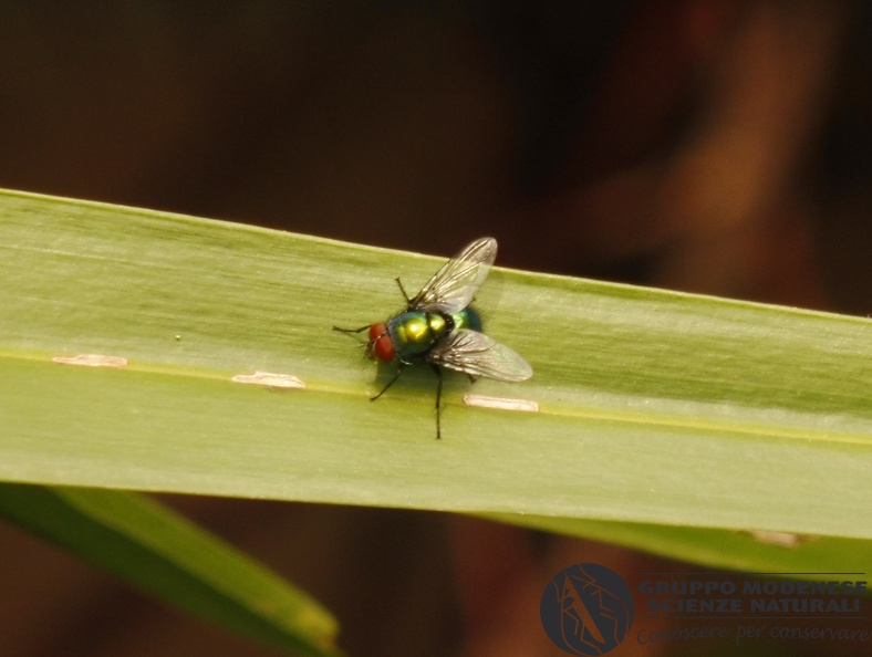 Bioblitz 2020 #iorestoacasa - Lucio Saltini - BB2020-644.JPG