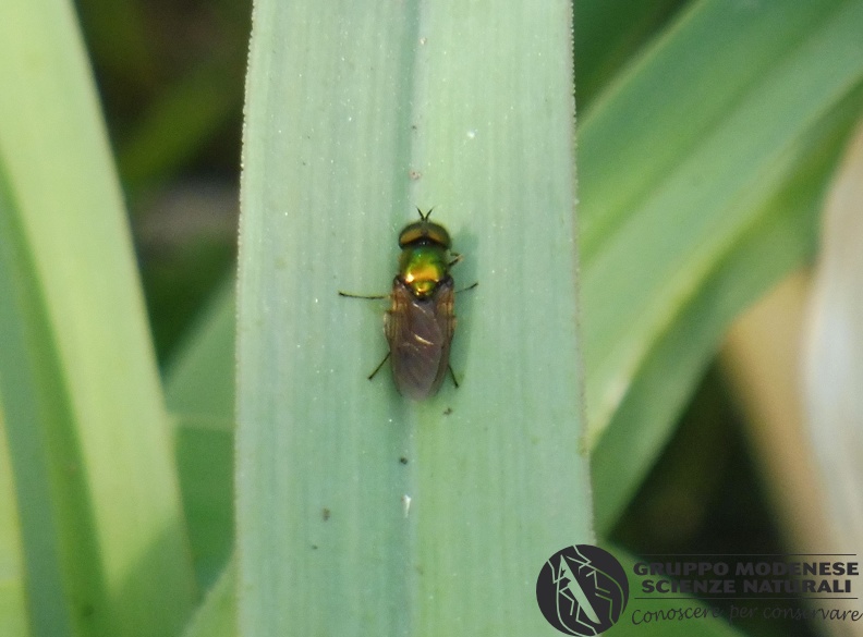 Bioblitz 2020 #iorestoacasa - Lucio Saltini - BB2020-645.JPG