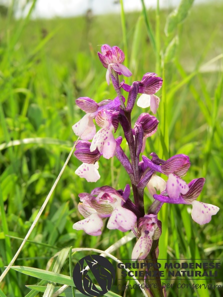 Anacamptis morio - Bioblitz 2020 #iorestoacasa - Andrea Gambarelli - BB2020-652.JPG