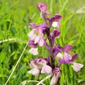 Anacamptis morio - Bioblitz 2020 #iorestoacasa - Andrea Gambarelli - BB2020-652