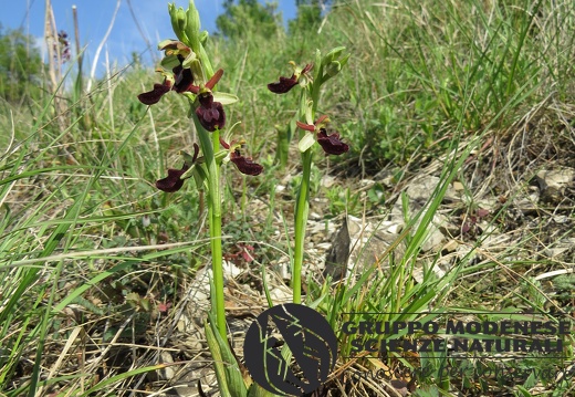 Ibrido Ophrys bertolonii x Ophrys sphegodes (1) - Bioblitz 2020 #iorestoacasa - Andrea Gambarelli - BB2020-654
