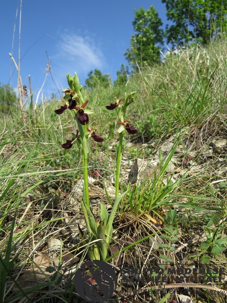 Ibrido Ophrys bertolonii x Ophrys sphegodes (1) - Bioblitz 2020 #iorestoacasa - Andrea Gambarelli - BB2020-654.JPG