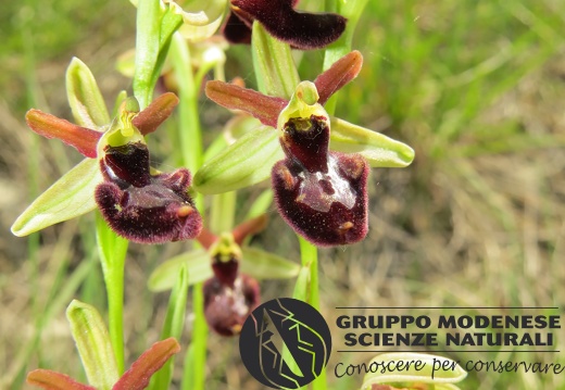 Ibrido Ophrys bertolonii x Ophrys sphegodes (2) - Bioblitz 2020 #iorestoacasa - Andrea Gambarelli - BB2020-655