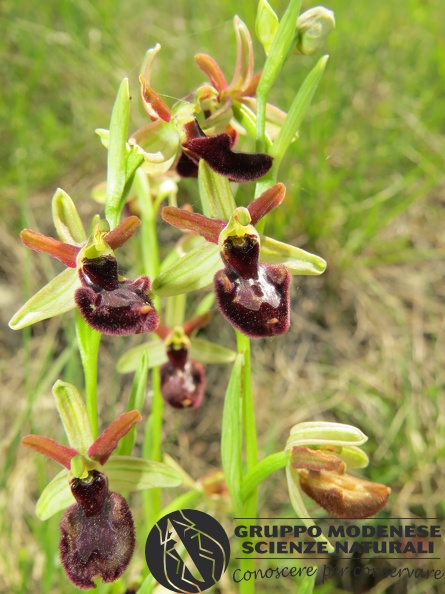 Ibrido Ophrys bertolonii x Ophrys sphegodes (2) - Bioblitz 2020 #iorestoacasa - Andrea Gambarelli - BB2020-655.JPG