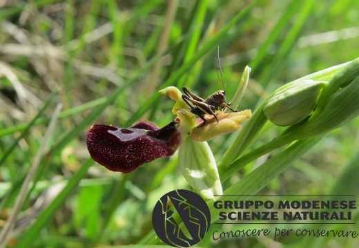 Ibrido Ophrys bertolonii x Ophrys sphegodes (3) - Bioblitz 2020 #iorestoacasa - Andrea Gambarelli - BB2020-656
