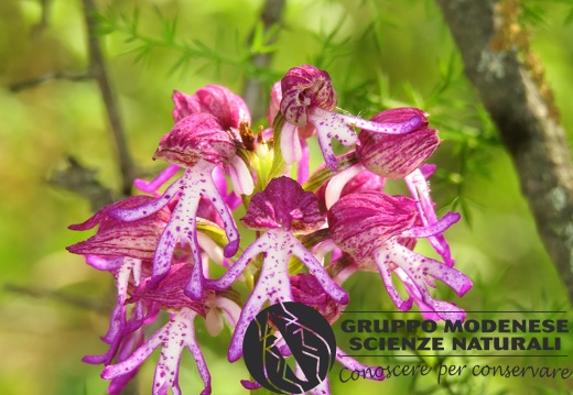 Ibrido Orchis purpurea x Orchis simia - Bioblitz 2020 #iorestoacasa - Andrea Gambarelli - BB2020-657